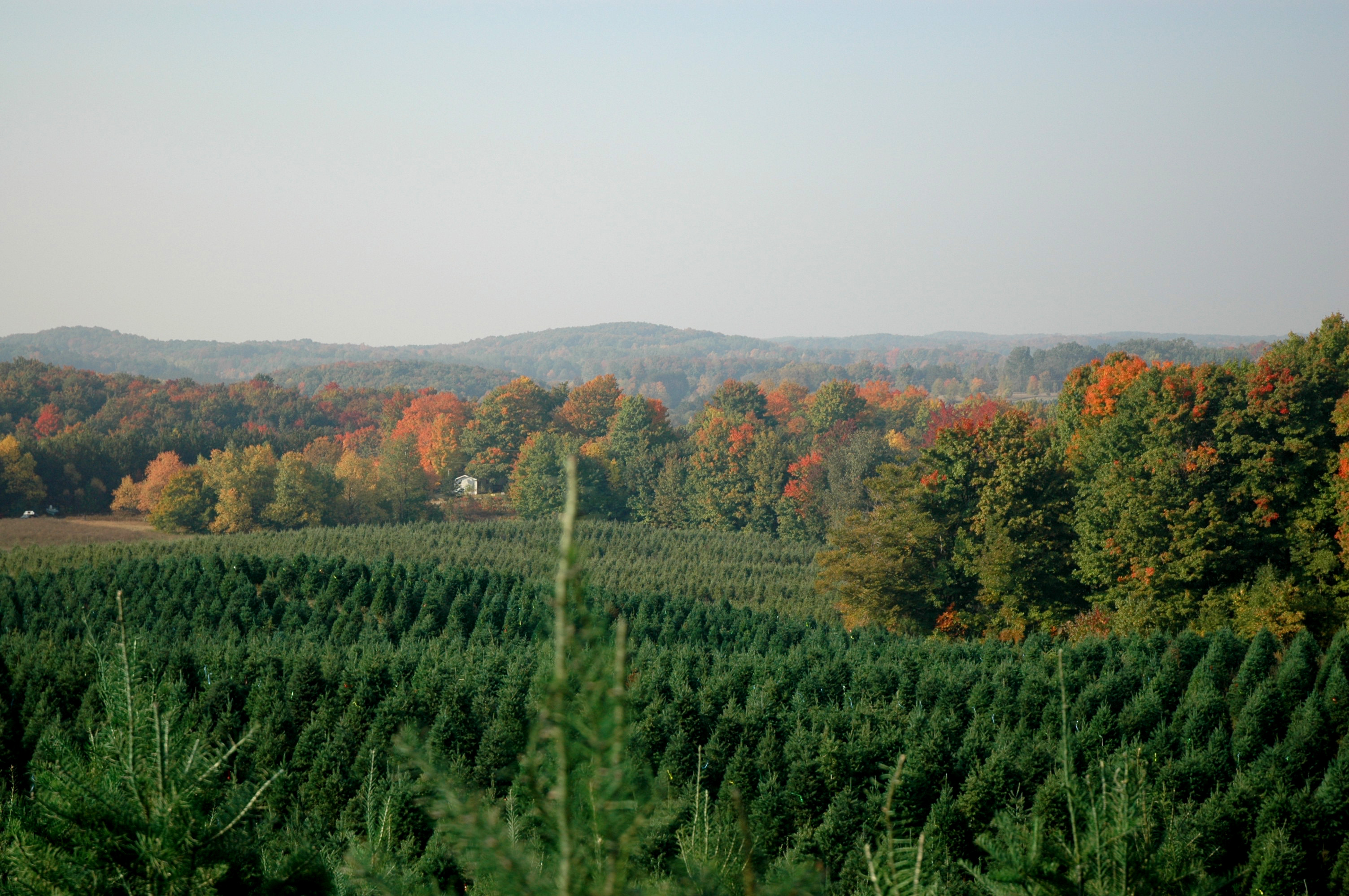 A field of evergreen Christmas trees